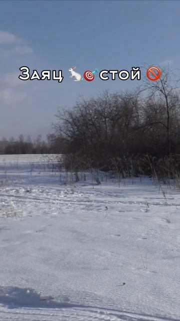 Заяц 🐇🎯 Стой 🚫