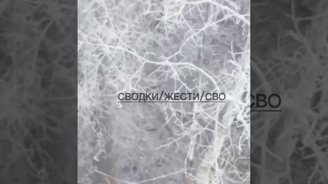 Свежие кадры с размоткой свинорылой пехоты от Подписчика из Курской области.
