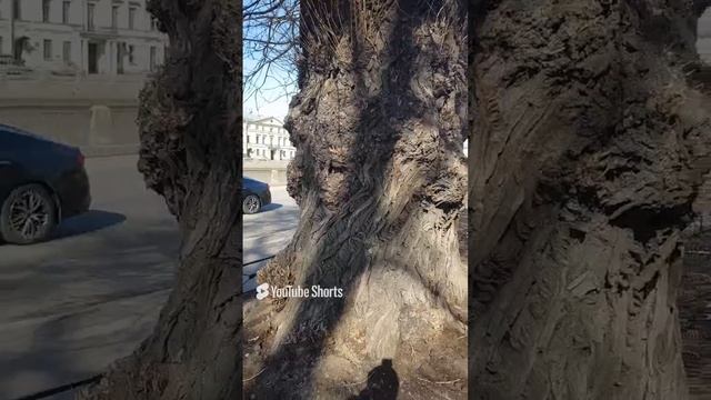 "У Лукоморья дуб зеленый". А.С.Пушкин.