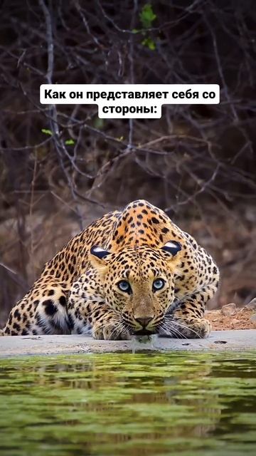 100% сходство 😹