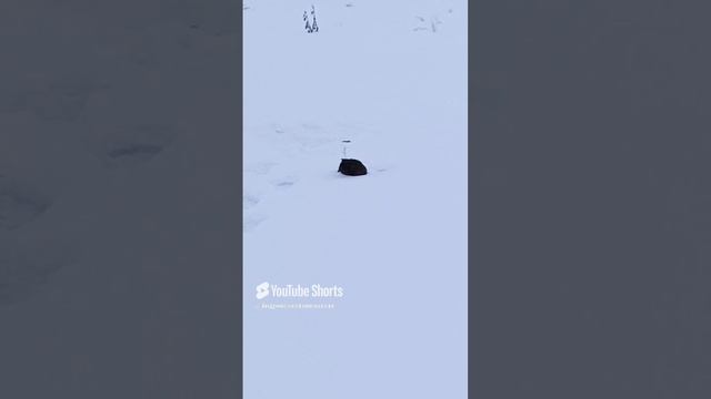 Молодая Чубарая подсадная