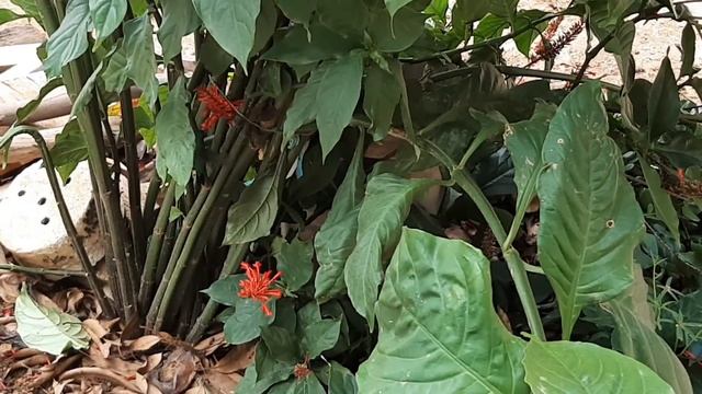 Beija-flor e Odontonema strictum #beijaflor #flowers