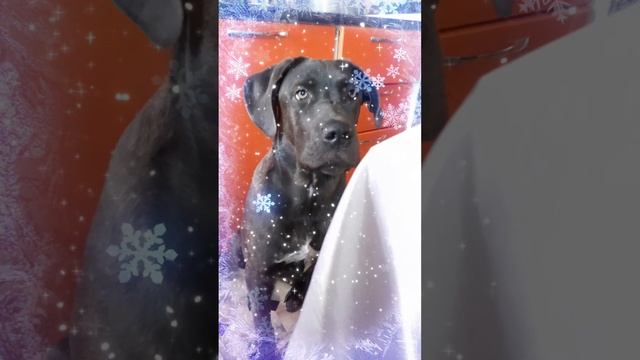 Тоска по хозяину