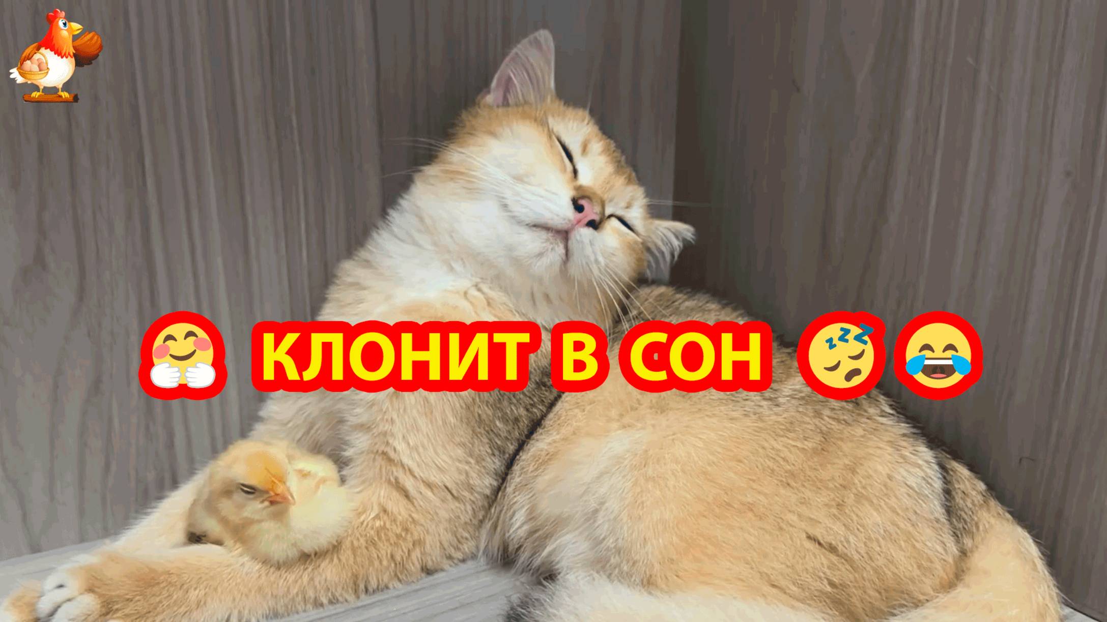 Клонит в сон усталых друзей ❣️🥰😂