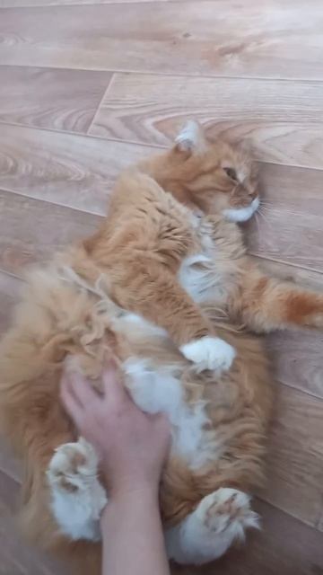 Кузьма #Кузя, #Котик, #котрыжий