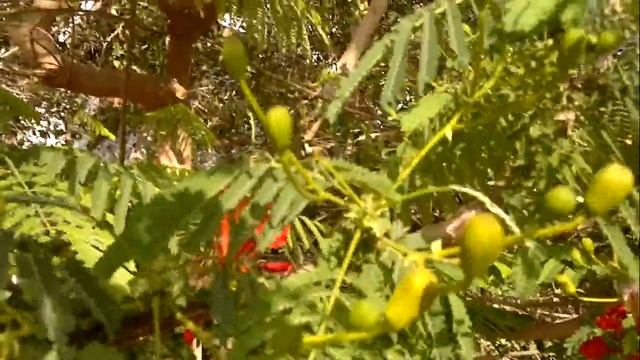 Delonix regia: Rare, unusual exotic hardy seeds for the garden, greenhouse & conservatory