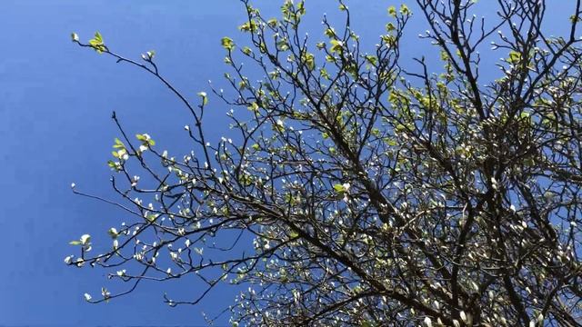 Whitebeam - branches, twigs & leaves - April 2021