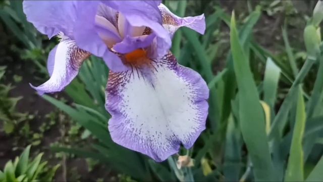 Нежность. Мои ирисы 🌿🌺🌿