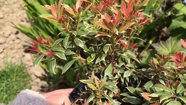 Garden Tour May ‘20 Pt2 what I’m growing this year