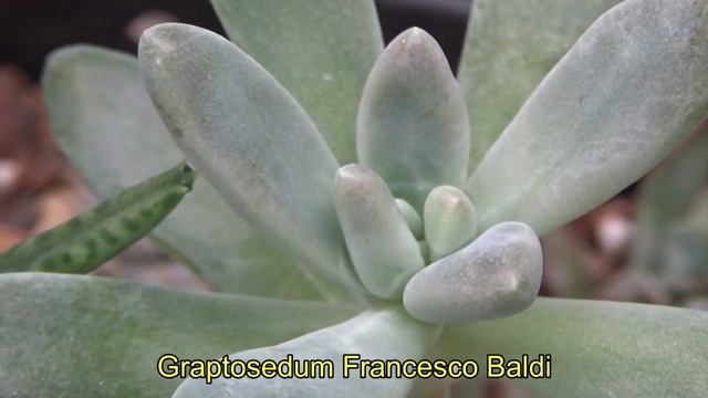 13.  Succulents for Beginners (10++ Sukulen untuk pemula, dari pemula)