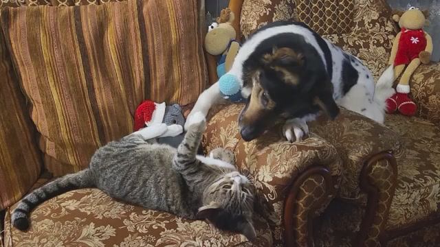 Собака и коты. Cats and dog