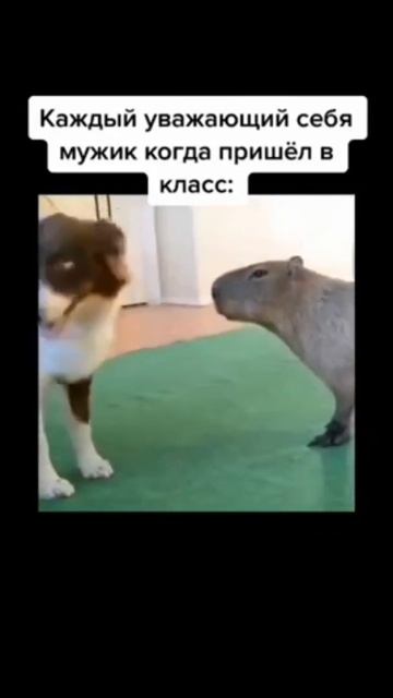 #мем #капибара #мемы #пока #белаяночь