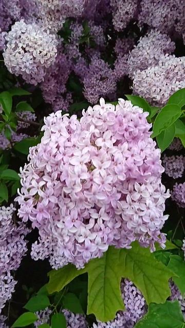 Сирень красиво 💜
