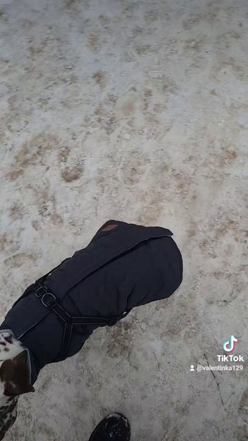 Марсик преодолел шум города и спокойно следует по пятам))))