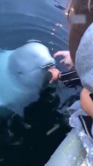 Белуха вернула телефон ,который случайно упал в воду.
