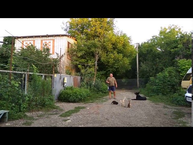 Немецкая овчарка Сара 8 месяцев! Дрессировка с котами!