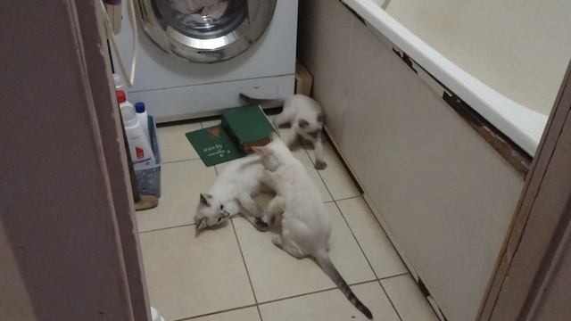 Как котята пытаются вскрыть экран под ванной