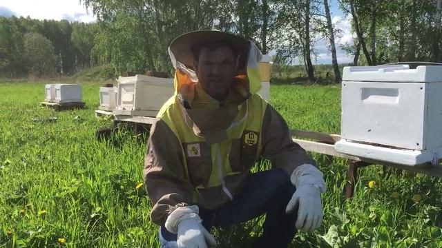 Первые видео проекта Цифровая Пасека - Пчеловодство на Блокчейн от 2017 года