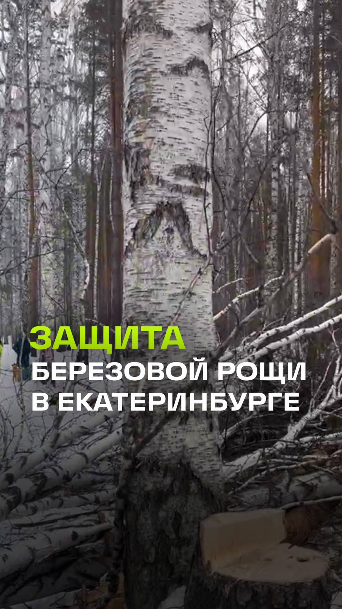 Екатеринбуржцы встали на защиту Березовой рощи