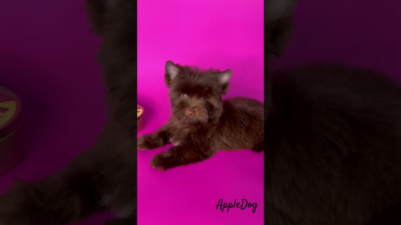 Zeekr Мальчик шоколадный йорк 3 мес. Продается ☎️89101888188 Ольга #puppy #щенок #chocolate