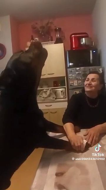 СЕМЕЙНЫЙ ДУЭТ🦮😮