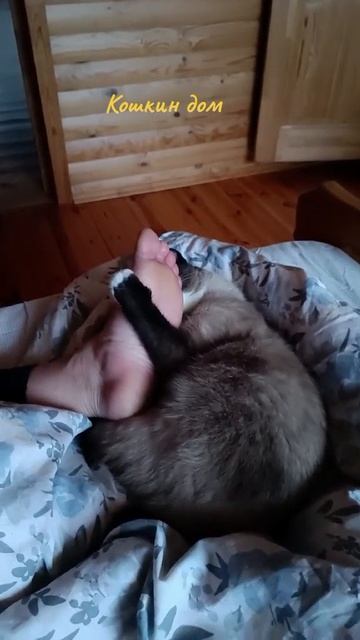МОИ КОШКИ🐱🐈⬛🐱