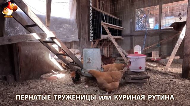 Куры несушки свободного выгула и их обычная куриная рутина – эпизод (23)