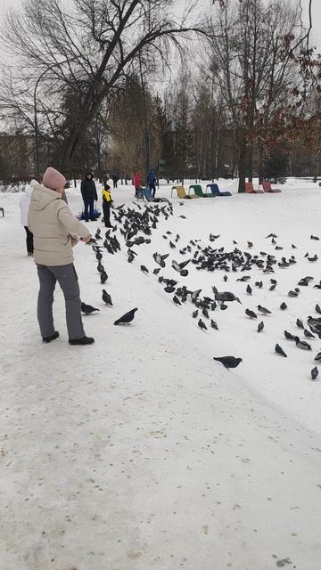 И снова голуби