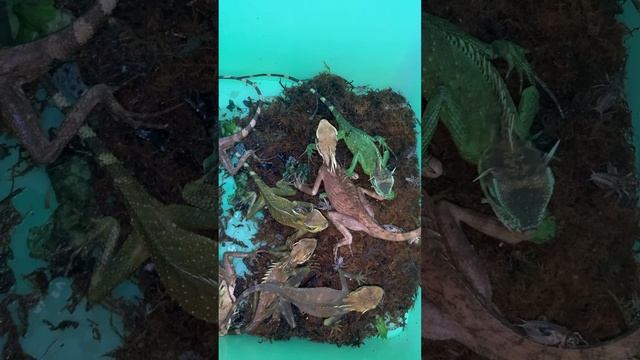 Nhông Acanthosaura nataliae