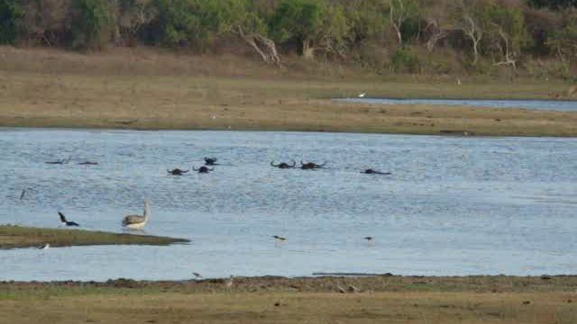 Шри ланка 2011 YALA