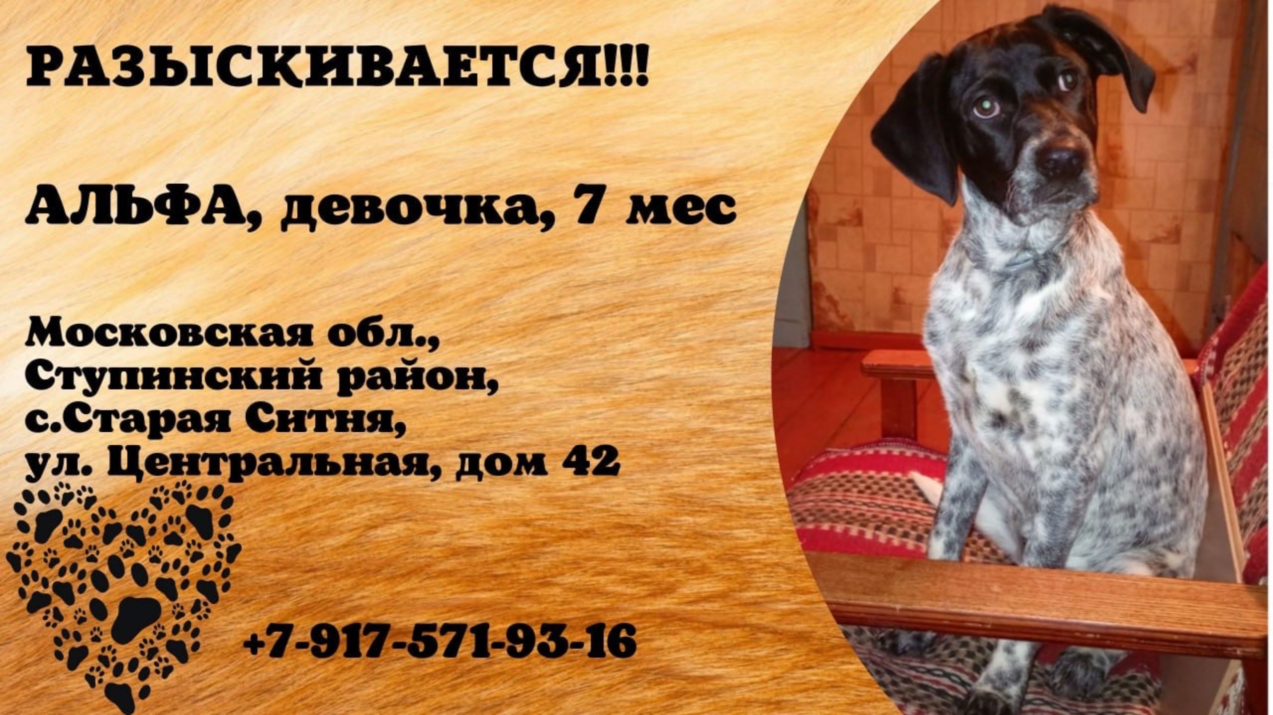 Пропала собака! АЛЬФА, девочка, 7 мес. Московская обл., Ступинский р-н, с.Старая Ситня.