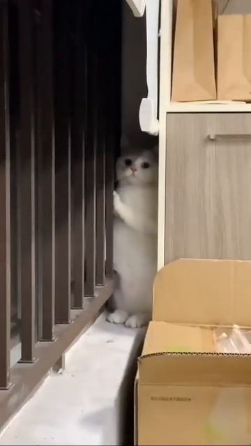 Мы в ВК https://vk.com/life_of_cats
