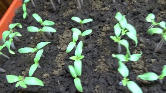 ПОСЕВЫ 2025-40. Зачем я делаю пикировку рассады томатов? Рассказываю.