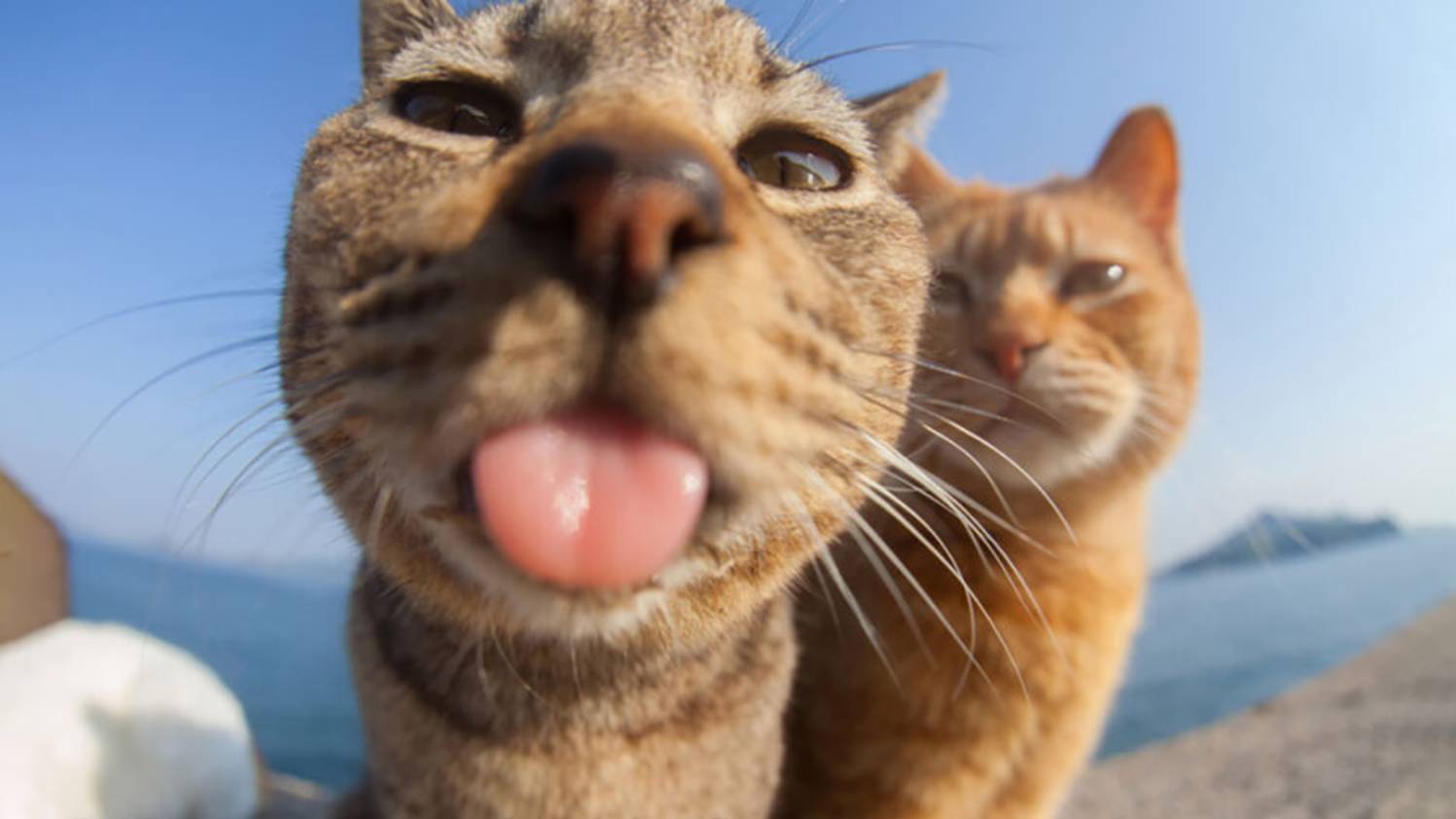 СМЕШНЫЕ ЖИВОТНЫЕ 🐱🤣 – Веселые истории с пушистыми!