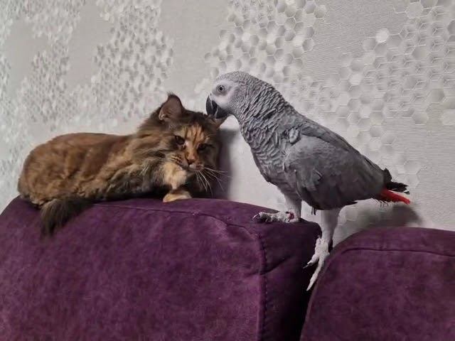 Серый Попугай Маркиз & Мейн-Кун Алекса. 21