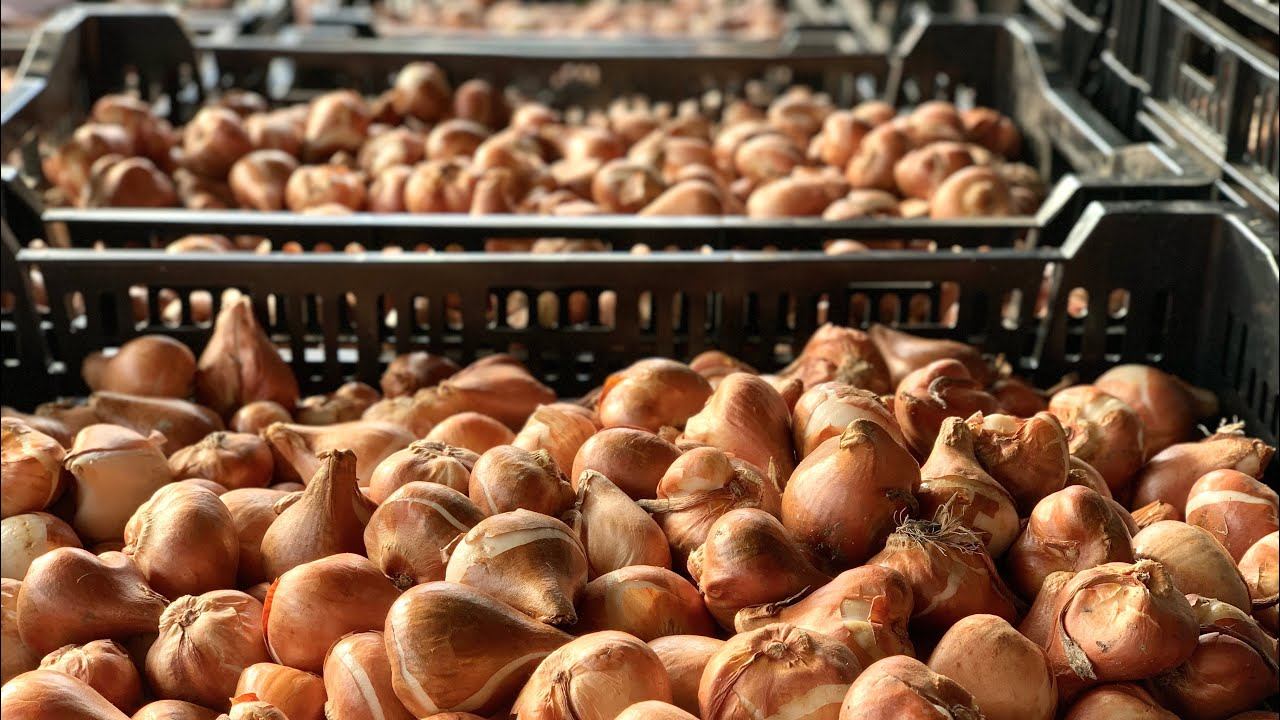 Выгонка тюльпанов к 8-му марта. Видеообзор перед отгрузкой заказчику в Челябинск.