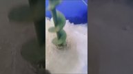 VID-20250201-WA0000.mp4