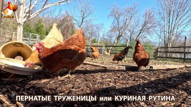 Куры несушки свободного выгула и их обычная куриная рутина – эпизод (24)