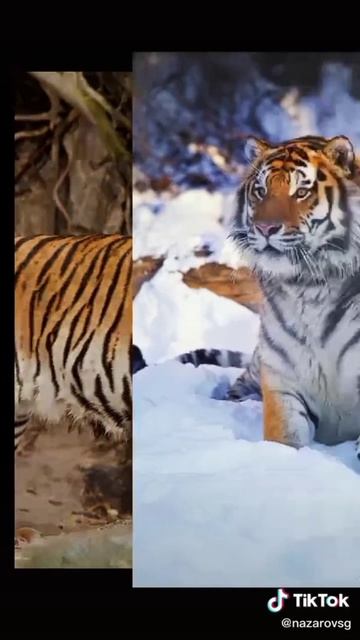 котики🐅