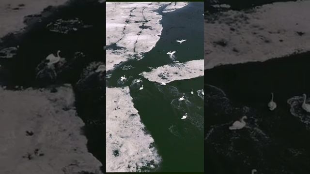 Летят Журавли, красивая природа