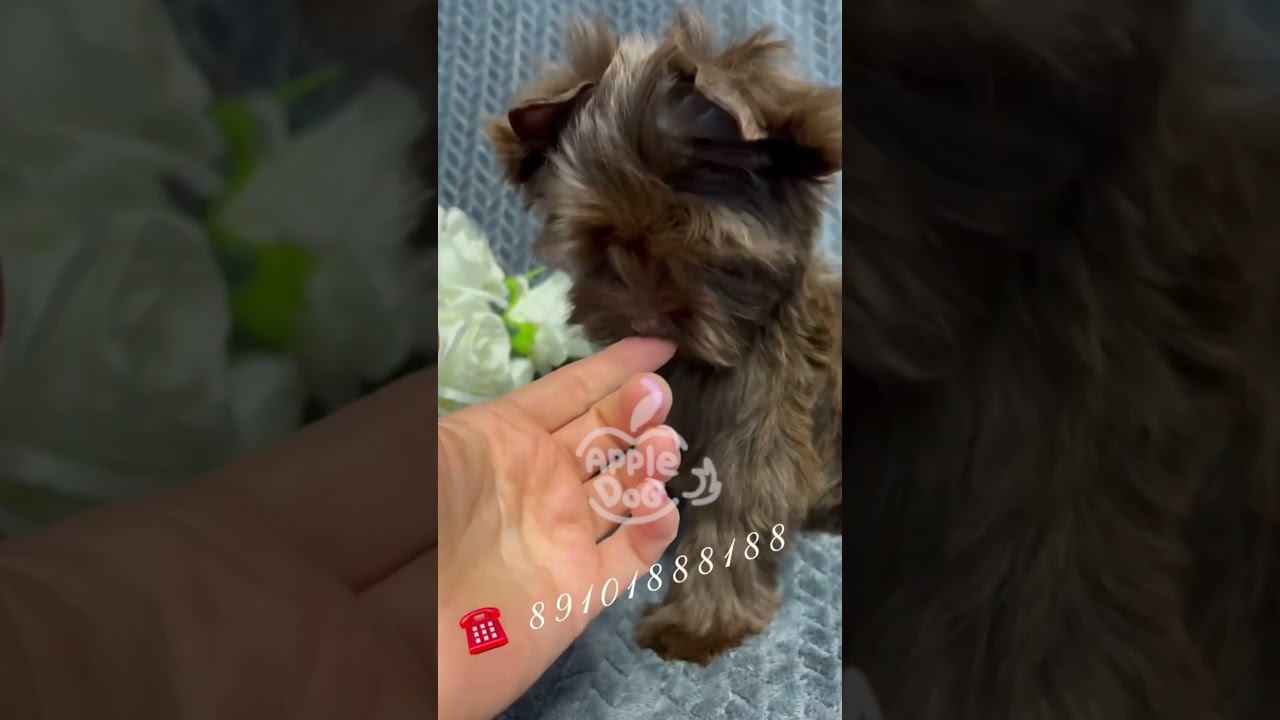 Щенок шоколадного йорка Девочка 3 мес. Продается! #щенок #puppy #йорк #york #chocolate #цветняшки