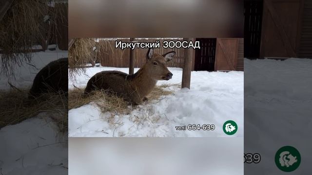 В Иркутском Зоосаде есть не только животные, но и много других развлечений