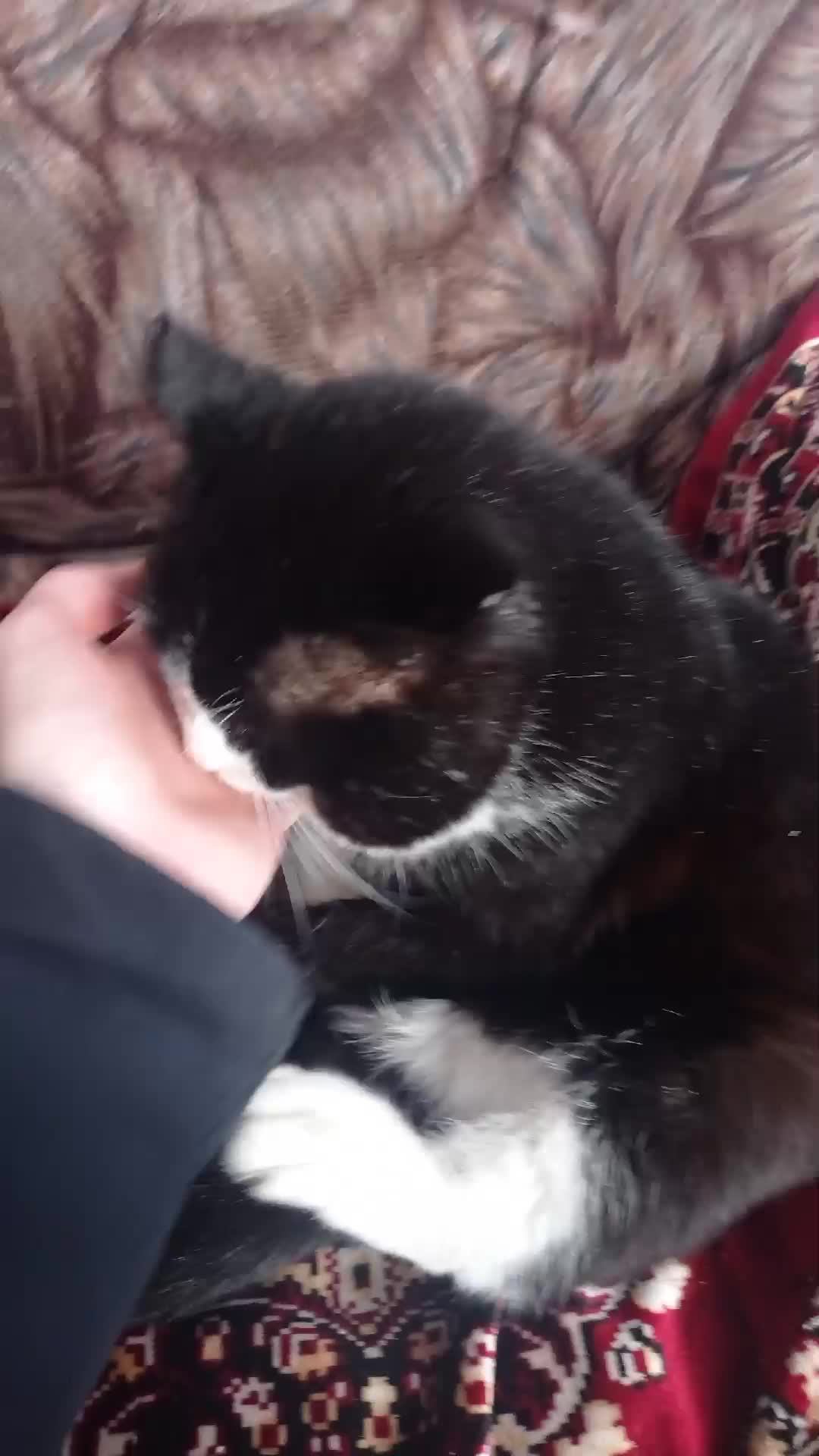 КОТ СТЁПКА