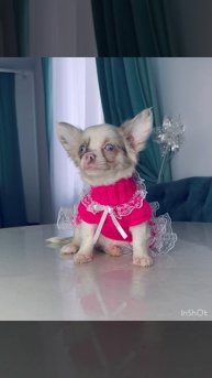 Питомник «Star Dynasty “