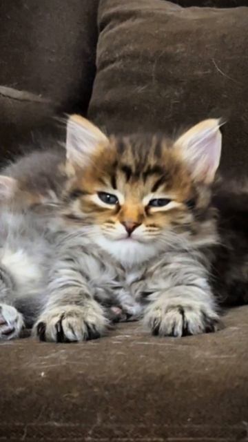 Поющий котенок❤️ #кототерапия#кошечки#приколыкоты#котыприколы#astenfamily#котик