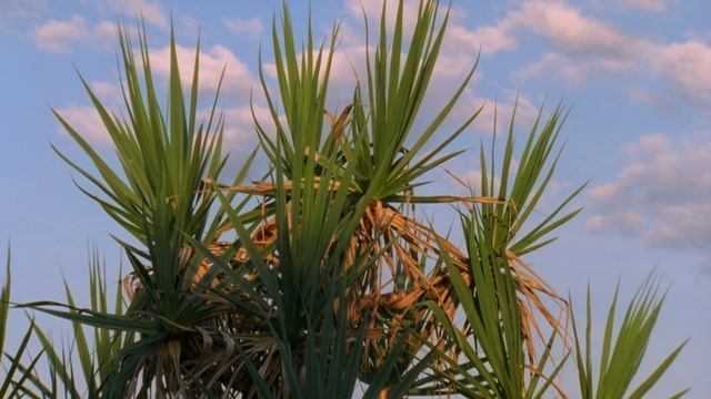 Смертельно опасные монстры Австралии. 3 серия. Кошмары севера