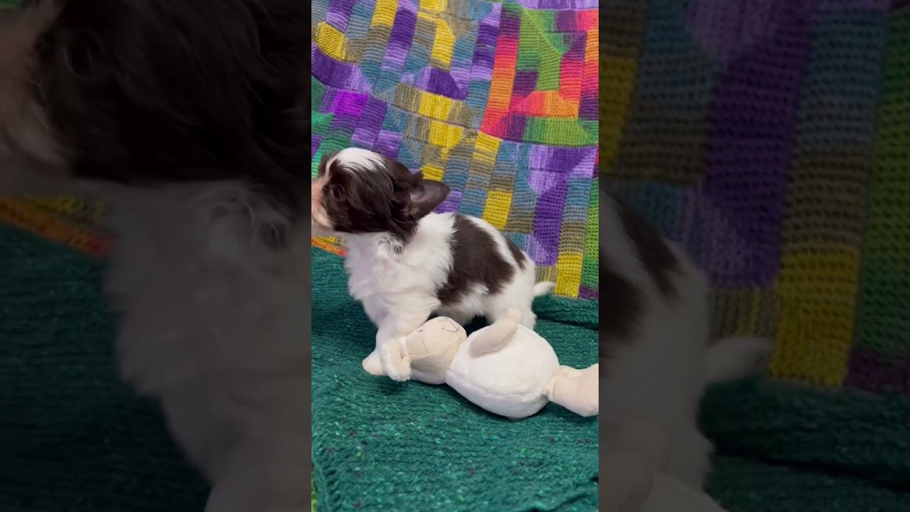 Еврик! Биро йорк! МИНИ! #puppy #цветныейорки #yorkie #йорк