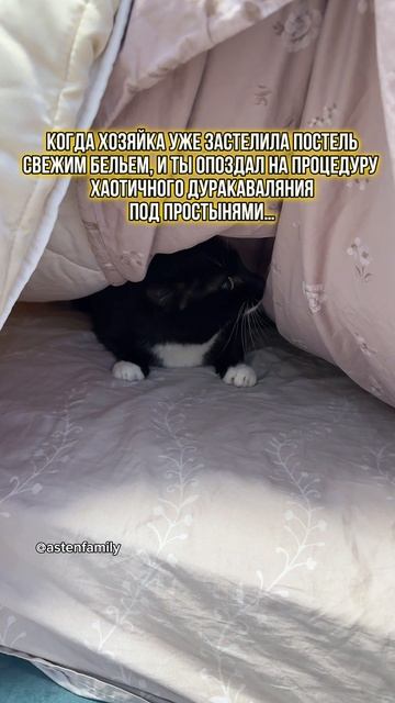 Процедура с простынями #кототерапия#кошечки#приколыкоты#котыприколы#astenfamily#котик