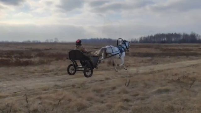 Павел Поляков "Мои черный и белый "лебеди"", Орловские рысаки