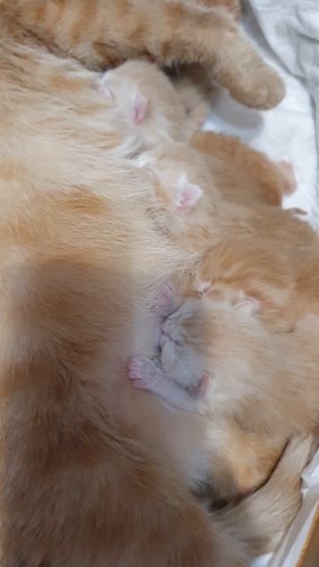 НОВОРОЖДЁННЫЕ КОТЯТА